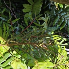 Blechnum wattsii at Weldborough, TAS - 20 Dec 2023 09:50 AM