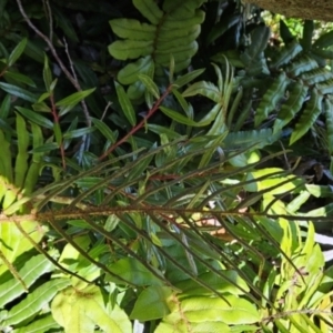 Blechnum wattsii at Weldborough, TAS - 20 Dec 2023