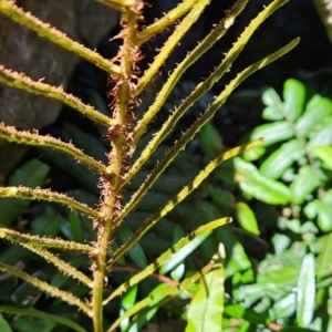 Blechnum wattsii at Weldborough, TAS - 20 Dec 2023