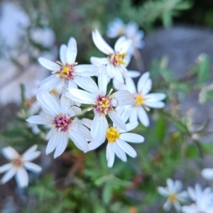 Olearia phlogopappa at Weldborough, TAS - 20 Dec 2023 09:50 AM