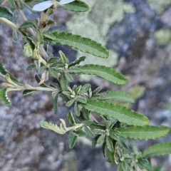 Olearia phlogopappa at Weldborough, TAS - 20 Dec 2023 09:50 AM