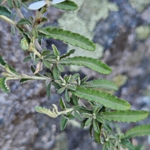 Olearia phlogopappa at Weldborough, TAS - 20 Dec 2023 09:50 AM