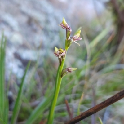 Prasophyllum alpinum (Alpine Leek Orchid) at Weldborough, TAS - 19 Dec 2023 by BethanyDunne
