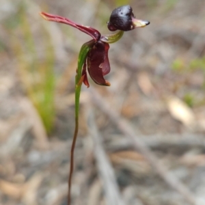 Caleana major at Binalong Bay, TAS - 19 Dec 2023