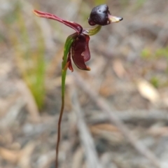 Caleana major (Large Duck Orchid) at Binalong Bay, TAS - 19 Dec 2023 by BethanyDunne