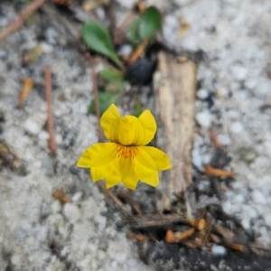 Goodenia lanata at Binalong Bay, TAS - 19 Dec 2023