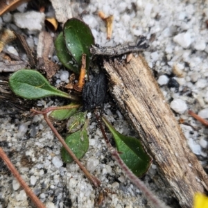 Goodenia lanata at Binalong Bay, TAS - 19 Dec 2023