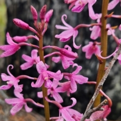 Dipodium roseum (Rosy Hyacinth Orchid) at Binalong Bay, TAS - 19 Dec 2023 by BethanyDunne