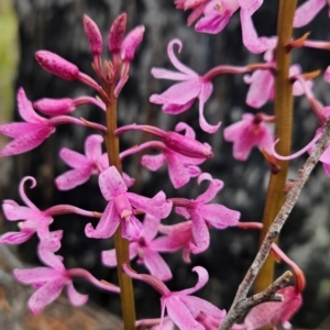 Dipodium roseum at Binalong Bay, TAS - suppressed