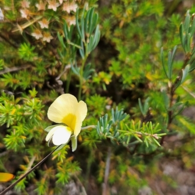 Gompholobium huegelii (Pale Wedge Pea) at Binalong Bay, TAS - 19 Dec 2023 by BethanyDunne