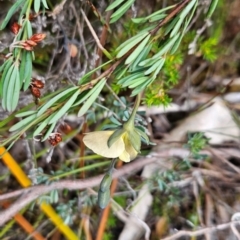 Gompholobium huegelii at Binalong Bay, TAS - 19 Dec 2023 12:24 PM