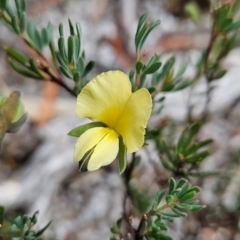 Gompholobium huegelii at Binalong Bay, TAS - 19 Dec 2023