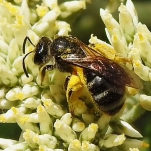 Lasioglossum (Chilalictus) sp. (genus & subgenus) at Tidbinbilla Nature Reserve - 22 Dec 2023