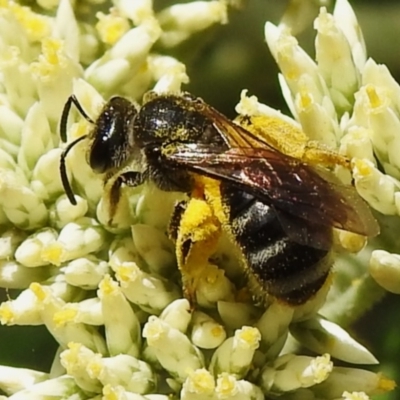 Lasioglossum (Chilalictus) sp. (genus & subgenus) (Halictid bee) at Paddys River, ACT - 22 Dec 2023 by JohnBundock