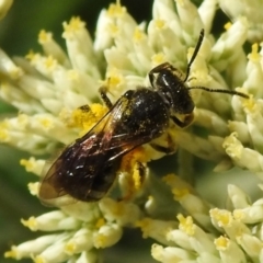 Lasioglossum (Chilalictus) sp. (genus & subgenus) at Tidbinbilla Nature Reserve - 22 Dec 2023 01:42 PM