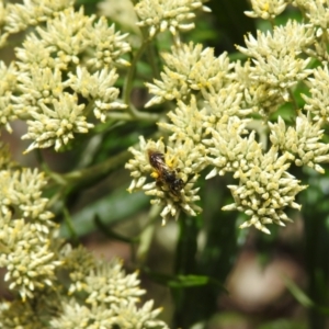 Lasioglossum (Chilalictus) sp. (genus & subgenus) at Tidbinbilla Nature Reserve - 22 Dec 2023 01:42 PM