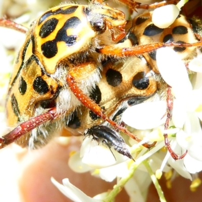 Neorrhina punctata (Spotted flower chafer) at Emu Creek - 22 Dec 2023 by JohnGiacon