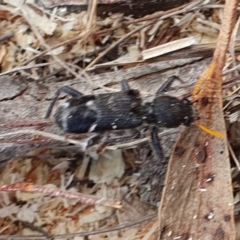 Trogodendron sp. (genus) (Clerid beetle) at Yass River, NSW - 22 Dec 2023 by SenexRugosus