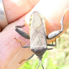 Amorbus (genus) at Emu Creek - 22 Dec 2023 03:42 PM