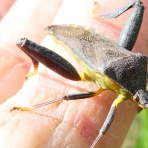 Amorbus sp. (genus) at Emu Creek - 22 Dec 2023