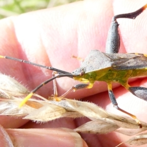 Amorbus (genus) at Emu Creek - 22 Dec 2023 03:42 PM