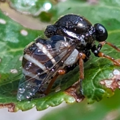 Ogcodes sp. (genus) (Hunchback Fly) at Lake George, NSW - 21 Dec 2023 by MPennay