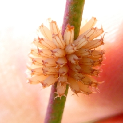 Paropsis atomaria (Eucalyptus leaf beetle) at Emu Creek - 22 Dec 2023 by JohnGiacon