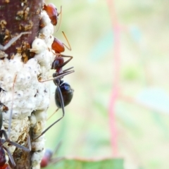 Iridomyrmex purpureus (Meat Ant) at Flea Bog Flat to Emu Creek Corridor - 22 Dec 2023 by JohnGiacon