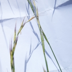 Anthosachne scabra (Common Wheat-grass) at Emu Creek - 22 Dec 2023 by JohnGiacon