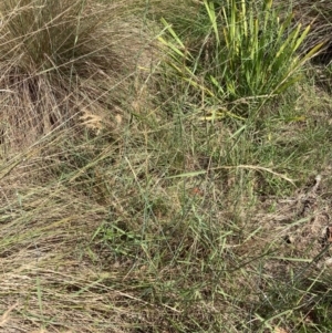 Anthosachne scabra at Emu Creek Belconnen (ECB) - 22 Dec 2023