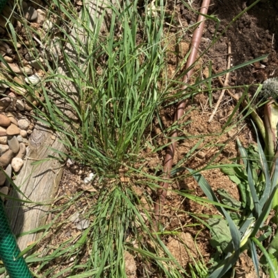 Microlaena stipoides (Weeping Grass) at Emu Creek Belconnen (ECB) - 22 Dec 2023 by JohnGiacon