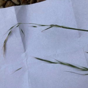 Microlaena stipoides at Emu Creek Belconnen (ECB) - 22 Dec 2023