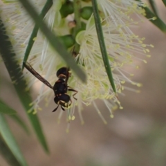 Ceriana (Sphiximorpha) breviscapa (Wasp-mimic hoverfly) at Murrumbateman, NSW - 22 Dec 2023 by SimoneC