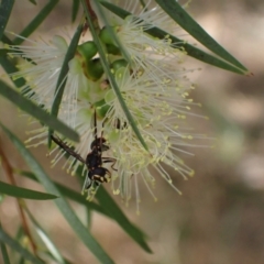 Ceriana (Sphiximorpha) breviscapa at Murrumbateman, NSW - 22 Dec 2023