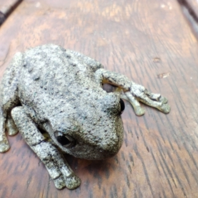 Litoria peronii (Peron's Tree Frog, Emerald Spotted Tree Frog) at Chapman, ACT - 26 Nov 2023 by MilesKeighley2