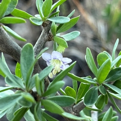 Lycium ferocissimum (African Boxthorn) at Cook, ACT - 22 Dec 2023 by Spar