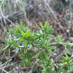 Lycium ferocissimum at Cook, ACT - 22 Dec 2023