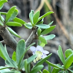 Lycium ferocissimum at Cook, ACT - 22 Dec 2023 07:59 PM