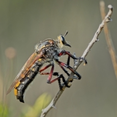 Unidentified Robber fly (Asilidae) at Piney Ridge - 21 Dec 2023 by Kenp12
