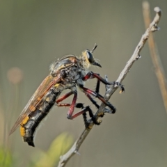 Chrysopogon muelleri (Robber fly) at Block 402 - 22 Dec 2023 by Kenp12