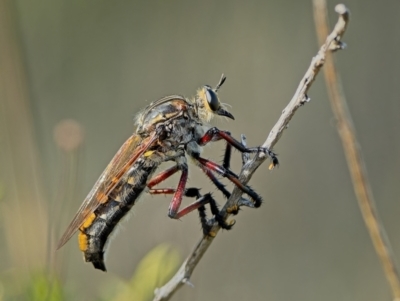 Chrysopogon muelleri (Robber fly) at Block 402 - 21 Dec 2023 by Kenp12