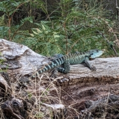 Intellagama lesueurii howittii (Gippsland Water Dragon) at Burrinjuck, NSW - 22 Dec 2023 by Bidge