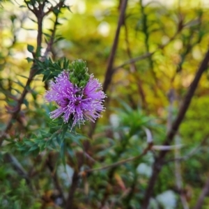 Melaleuca squamea at Weldborough, TAS - 20 Dec 2023