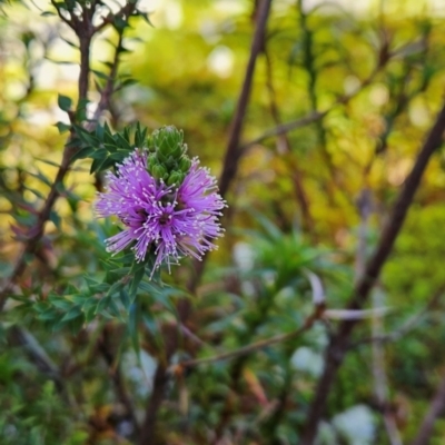 Melaleuca squamea (Swamp Honey-myrtle) at Weldborough, TAS - 20 Dec 2023 by BethanyDunne