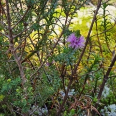 Melaleuca squamea at Weldborough, TAS - 20 Dec 2023