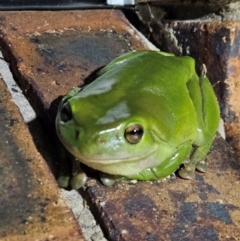 Litoria caerulea (Green Tree Frog) at Evans Head, NSW - 22 Dec 2023 by AaronClausen