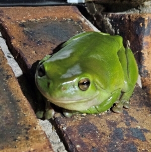 Litoria caerulea at Evans Head, NSW - 22 Dec 2023