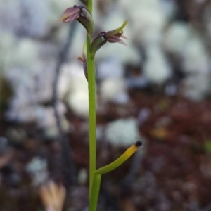 Prasophyllum alpinum at Goulds Country, TAS - 20 Dec 2023