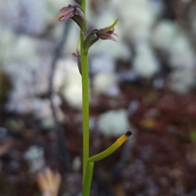 Prasophyllum alpinum (Alpine Leek Orchid) at Goulds Country, TAS - 20 Dec 2023 by BethanyDunne
