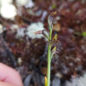 Prasophyllum alpinum at Goulds Country, TAS - 20 Dec 2023